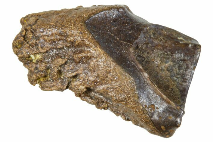 Fossil Triceratops Shed Tooth - Wyoming #376632